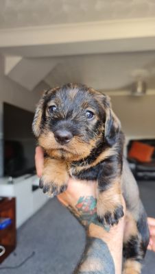 Dachshund For Sale in Lodon
