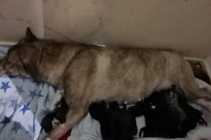 12 huskita puppies for sale