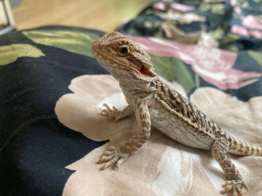 Bearded Dragon For Sale in the UK