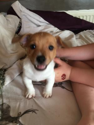 Jack Russell For Sale in Lodon