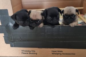 Pugs for Rehoming