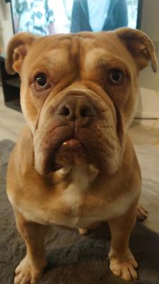 Old Tyme Bulldog for Rehoming