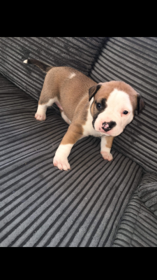 American Bully for Rehoming