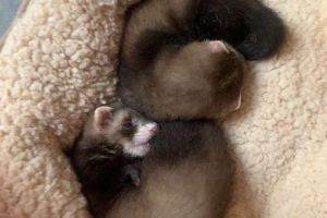 Ferrets For Sale