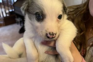 Border Collie For Sale in Lodon
