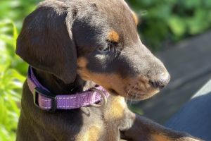 European Doberman Pups available now - 4 boys & 4 girls left