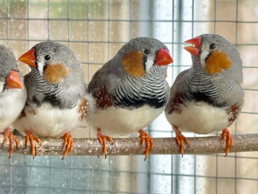 Finches Birds For Sale in the UK