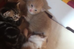 Baby’s kittens for sale