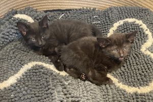 Black kittens Manx  mixed litter 9 weeks old
