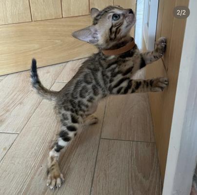Bengal For Sale in the UK