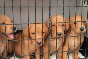 Labrador Retrievers for Rehoming