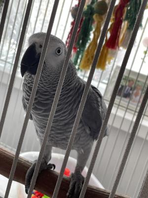 african-grey For Sale in Great Britain