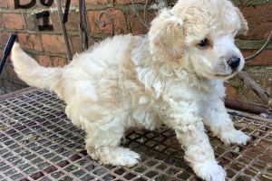 Toy Poodle For Sale in Great Britain