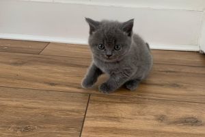 5 beautiful British Blue kittens for sale