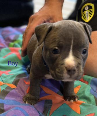 Beautiful American pocket bully litter | UKPets