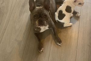 Beautiful pedigree KC registered French Bulldog puppies for sale
