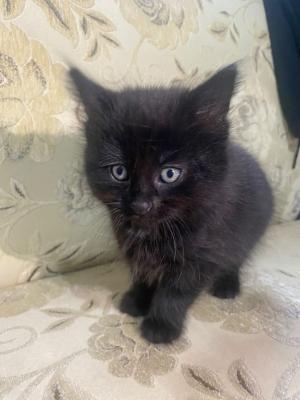 black ragdoll kitten