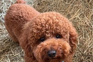 Miniature Poodle For Stud in the UK