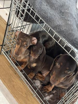 Dachshund For Sale in Great Britain