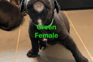 Presa Canario for Rehoming