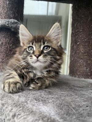 Maine Coon Cats Breed