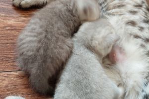 Chunky British shorthaired x chinchilla kittens for sale
