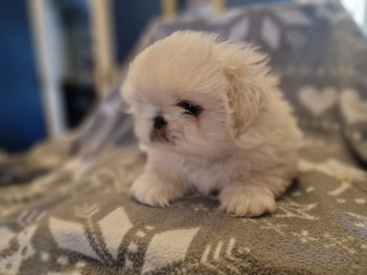 Gorgeous Pekingese puppies for sale | UKPets