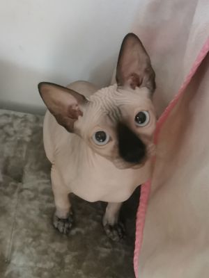 Sphynx For Sale in the UK