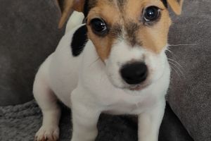Jack Russells for Rehoming