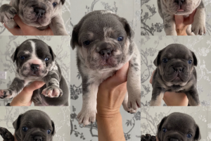 Blue and Merle french bulldog puppies for sale