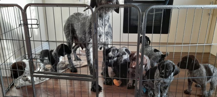 German Wirehaired Pointer for Rehoming