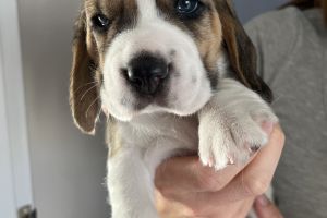 Kc registered baby beagles