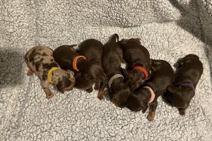 KC Registered Smooth Coat Miniature Dachshund Puppies