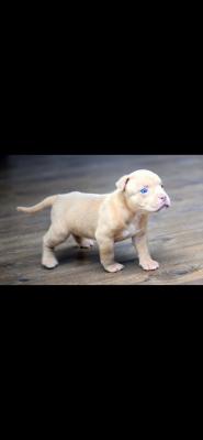 Cute American Bulldog For Sale