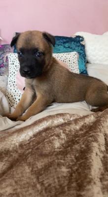 Belgian Malinois For Sale in the UK