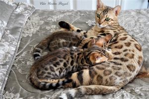 Available Bengals