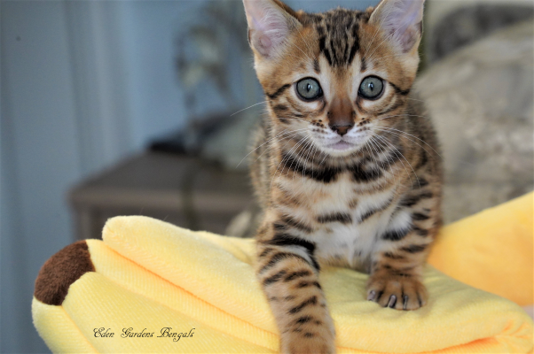 Majestically beautiful Bengal kittens, great bloodlines, champion ...