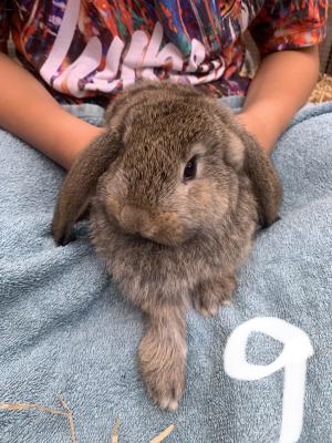 French Lop for Rehoming