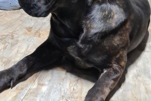 Cane Corsos for Rehoming