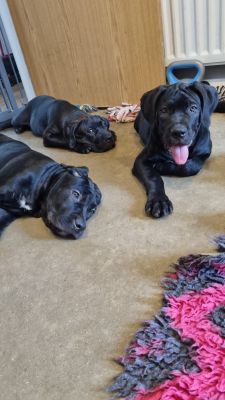 Cute Cane Corso For Sale