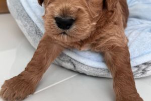 Gorgeous Cockapoo Puppies for Sale