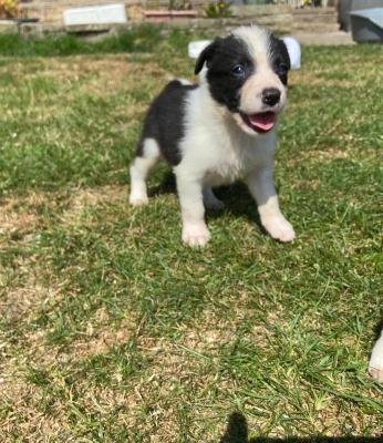 ISDS registered border collie pups for sale | UKPets