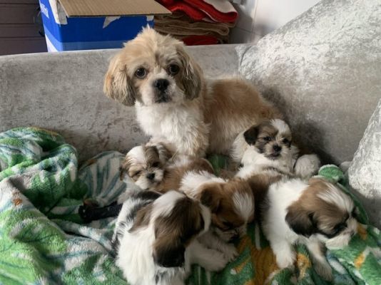 Available Shih Tzus