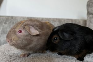Available Guinea Pigs