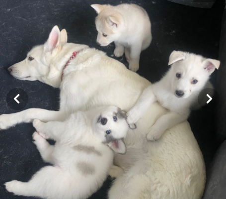 Available Siberian Huskies