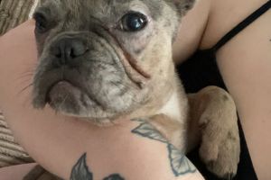 French Bulldog For Sale