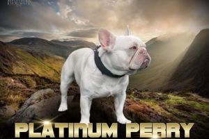 French Bulldog Advertisement UK Pets