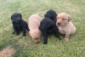 Available Labrador Retrievers