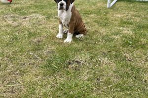 Boxer For Sale in the UK