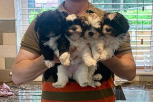 Lhasa Apso for Rehoming